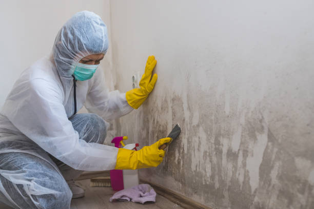 Best Mold Damage Repair  in Chardon, OH