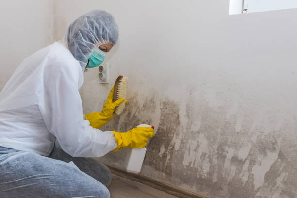 Best Black Mold Removal  in Chardon, OH