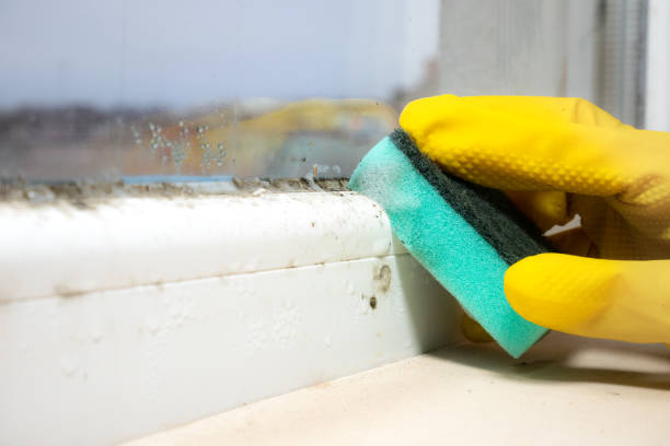 Best Affordable Mold Removal  in Chardon, OH