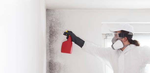 Best Office Mold Removal Services  in Chardon, OH