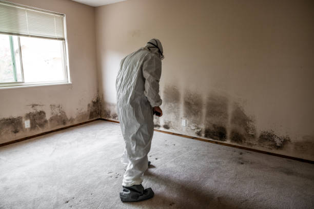 Attic Mold Removal in Chardon, OH