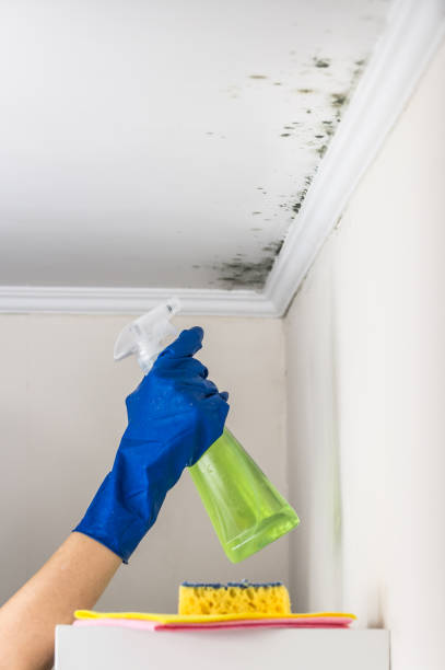 Best Commercial Mold Removal  in Chardon, OH