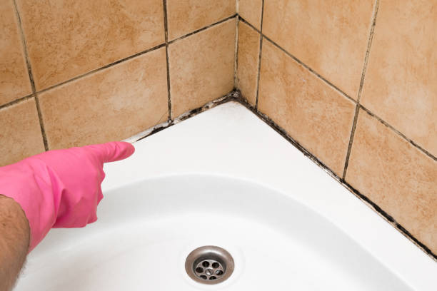 Best Home Mold Removal  in Chardon, OH